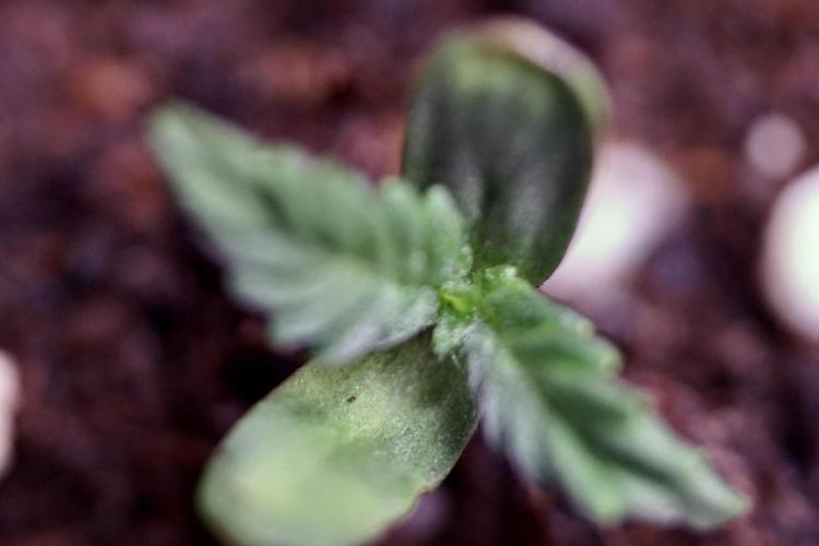 Lemon Cherry Gelato YumYum. Week 0 - Germination 