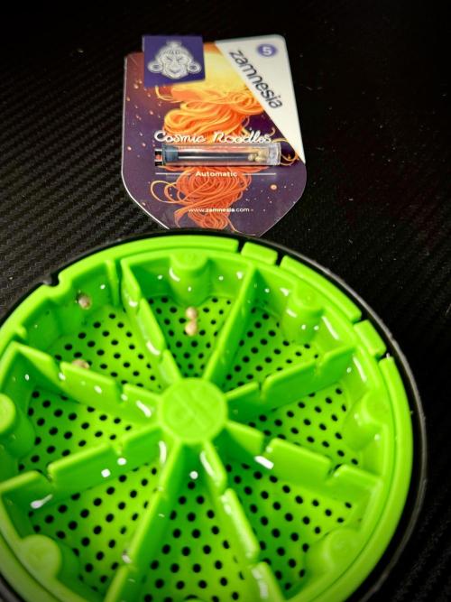 Cosmic Noodles a Zamnesia Dish. Week 0 - Germination 