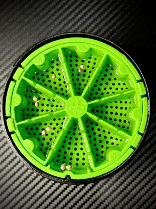 Cosmic Noodles a Zamnesia Dish. Week 0 - Germination 