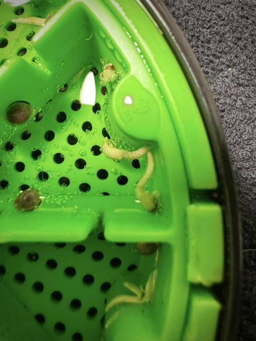 Cosmic Noodles a Zamnesia Dish. Week 0 - Germination 