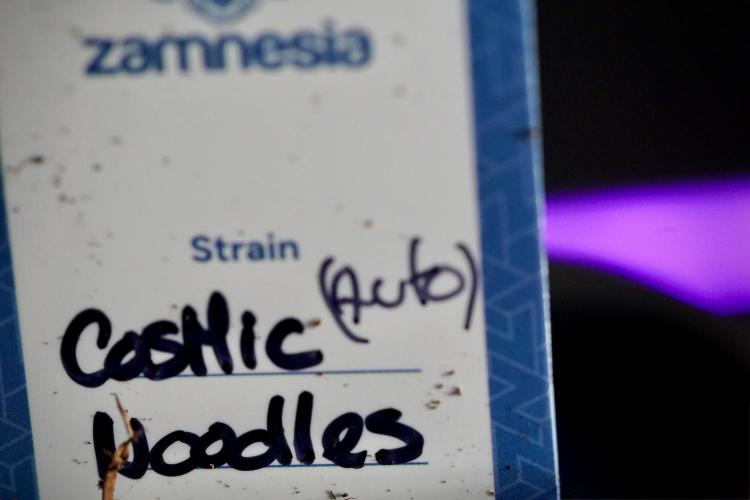 Cosmic Noodles a Zamnesia Dish. Week 0 - Germination 