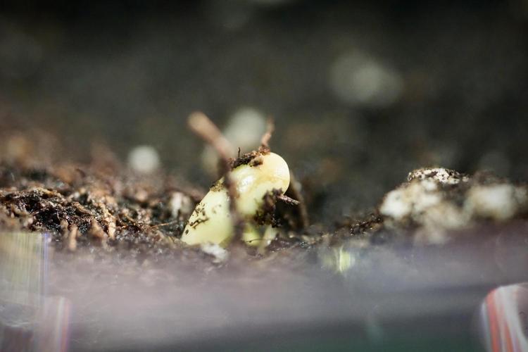 Cosmic Noodles a Zamnesia Dish. Week 0 - Germination 