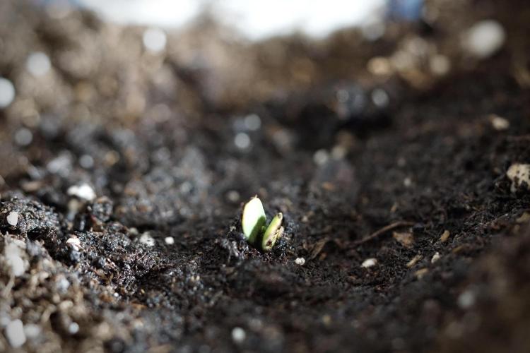 Cosmic Noodles a Zamnesia Dish. Week 0 - Germination 