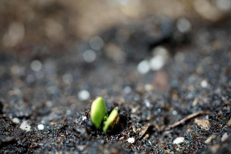Cosmic Noodles a Zamnesia Dish. Week 0 - Germination 