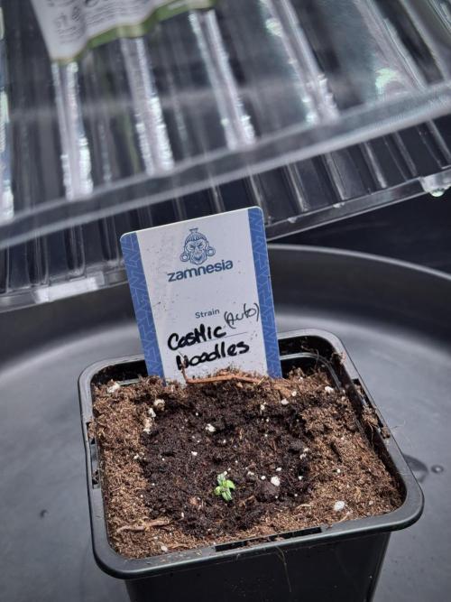 Cosmic Noodles a Zamnesia Dish. Week 0 - Germination 