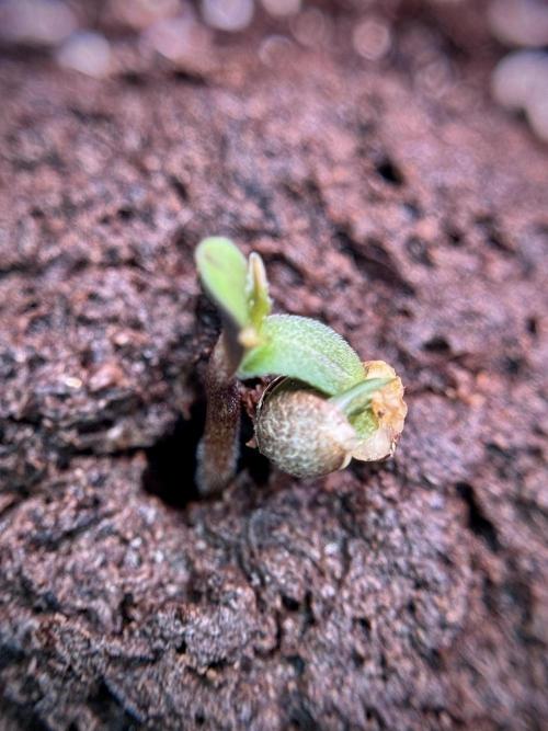 Cosmic Noodles a Zamnesia Dish. Week 0 - Germination 
