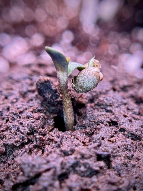 Cosmic Noodles a Zamnesia Dish. Week 0 - Germination 