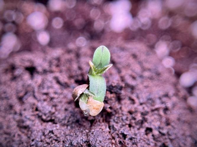Cosmic Noodles a Zamnesia Dish. Week 0 - Germination 