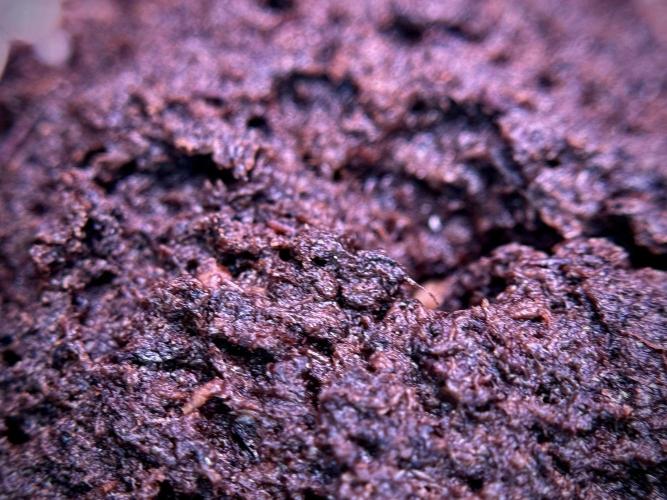 Cosmic Noodles a Zamnesia Dish. Week 0 - Germination 