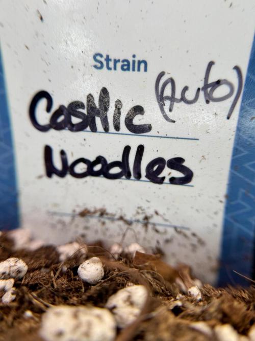 Cosmic Noodles a Zamnesia Dish. Week 0 - Germination 