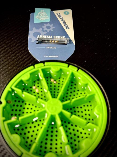 Amnesia Skunk The Zamnesia Way. Week 0 - Germination 