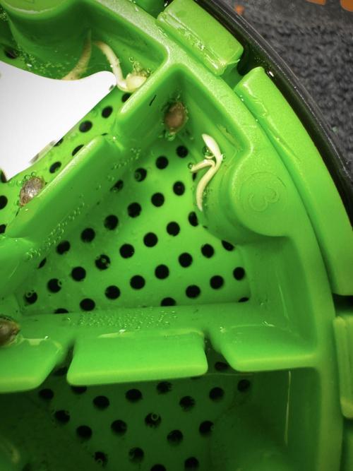 Amnesia Skunk The Zamnesia Way. Week 0 - Germination 