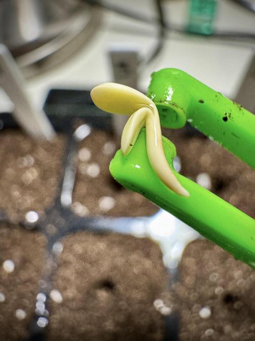 Amnesia Skunk The Zamnesia Way. Week 0 - Germination 