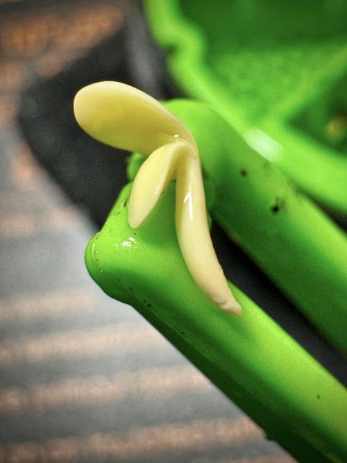 Amnesia Skunk The Zamnesia Way. Week 0 - Germination 