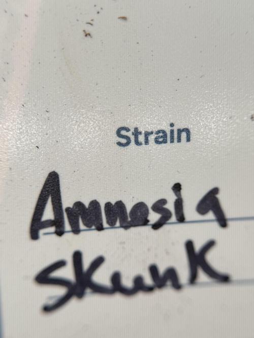 Amnesia Skunk The Zamnesia Way. Week 0 - Germination 