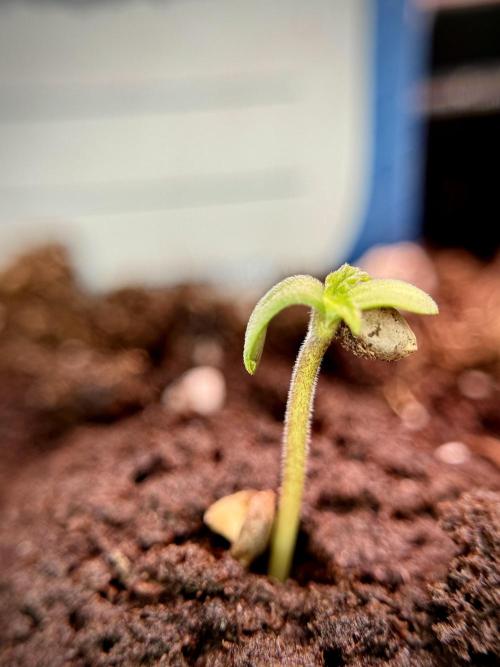 Amnesia Skunk The Zamnesia Way. Week 0 - Germination 