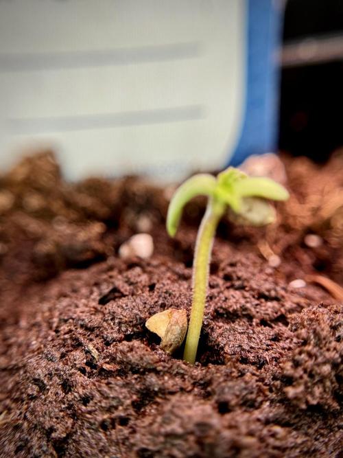 Amnesia Skunk The Zamnesia Way. Week 0 - Germination 