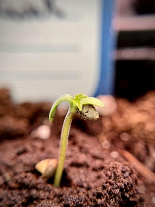 Amnesia Skunk The Zamnesia Way. Week 0 - Germination 