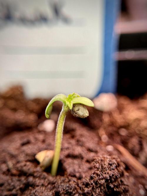 Amnesia Skunk The Zamnesia Way. Week 0 - Germination 