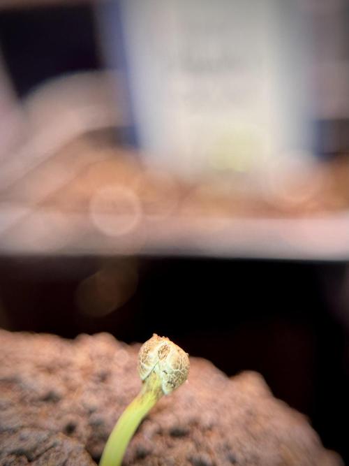 Amnesia Skunk The Zamnesia Way. Week 0 - Germination 