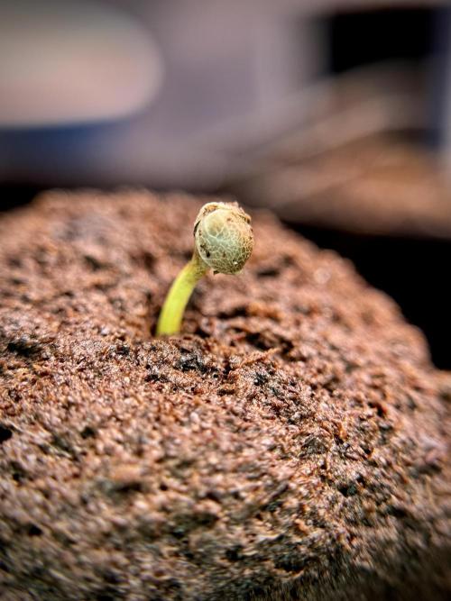 Amnesia Skunk The Zamnesia Way. Week 0 - Germination 