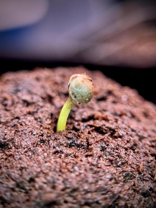 Amnesia Skunk The Zamnesia Way. Week 0 - Germination 