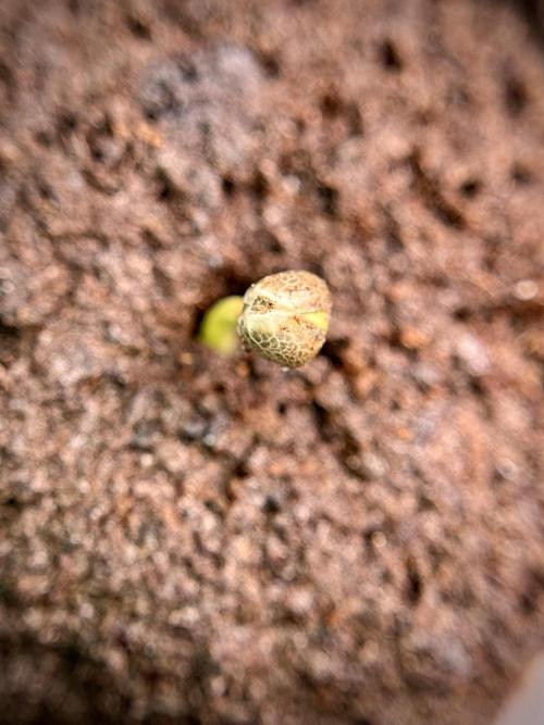 Amnesia Skunk The Zamnesia Way. Week 0 - Germination 