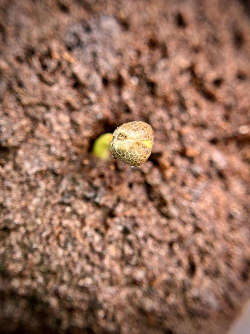 Amnesia Skunk The Zamnesia Way. Week 0 - Germination 