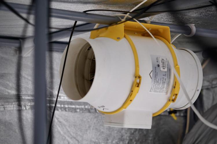 Amnesia Skunk The Zamnesia Way. Week 0 - Room Vibes 