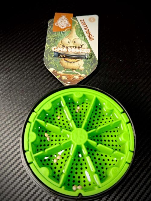 GMO Cookies Served with extra curiosity. Week 0 - Germination reports