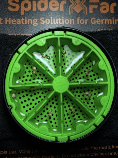 GMO Cookies Served with extra curiosity. Week 0 - Germination reports