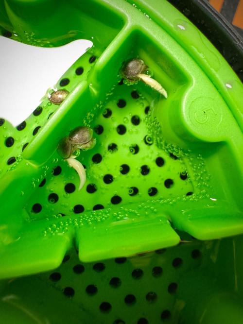 GMO Cookies Served with extra curiosity. Week 0 - Germination reports