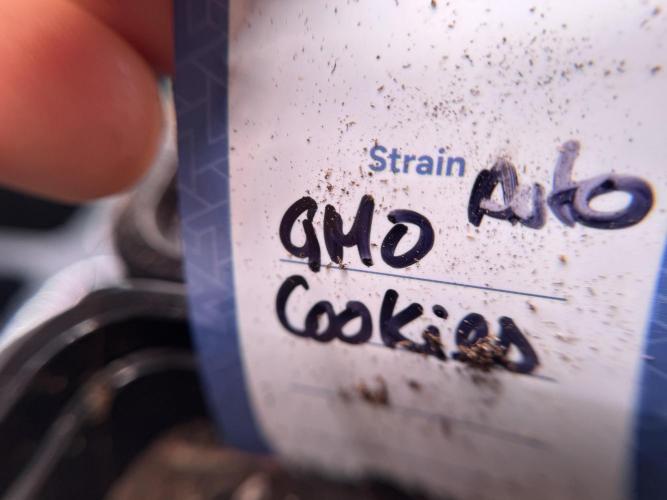 GMO Cookies Served with extra curiosity. Week 0 - Germination reports