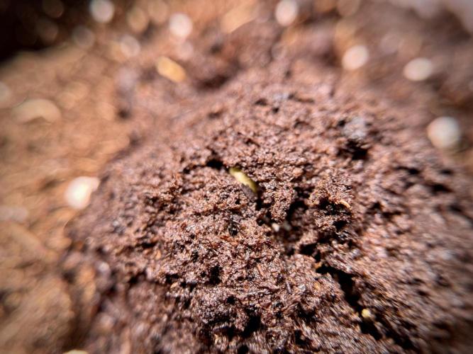 GMO Cookies Served with extra curiosity. Week 0 - Germination reports