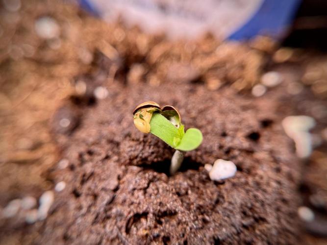 GMO Cookies Served with extra curiosity. Week 0 - Germination reports