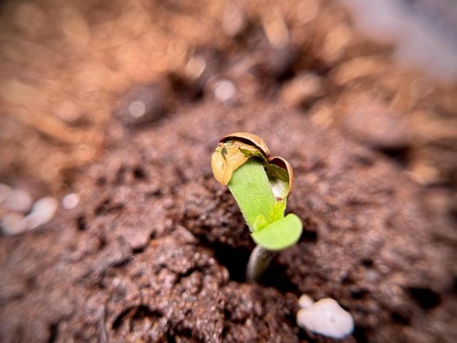 GMO Cookies Served with extra curiosity. Week 0 - Germination reports