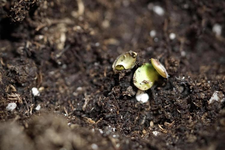 GMO Cookies Served with extra curiosity. Week 0 - Germination reports