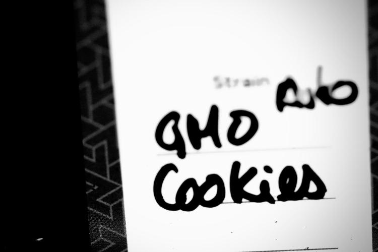 GMO Cookies Served with extra curiosity. Week 0 - Germination reports