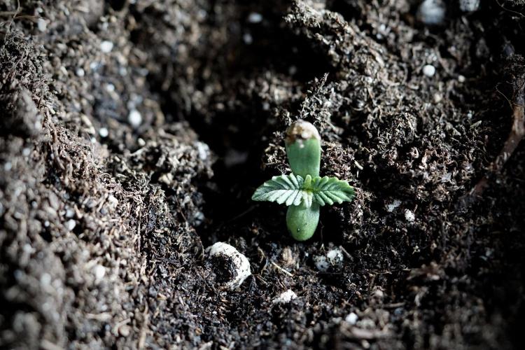 GMO Cookies Served with extra curiosity. Week 0 - Germination reports