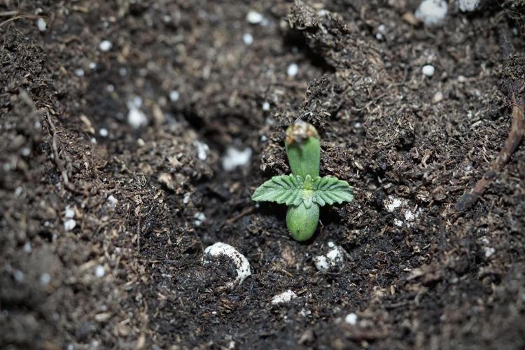 GMO Cookies Served with extra curiosity. Week 0 - Germination reports