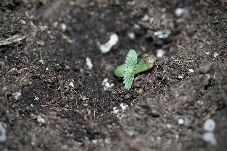 GMO Cookies Served with extra curiosity. Week 0 - Germination reports