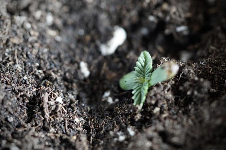 GMO Cookies Served with extra curiosity. Week 0 - Germination reports