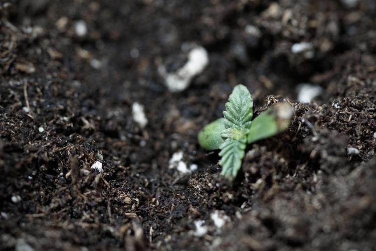 GMO Cookies Served with extra curiosity. Week 0 - Germination reports