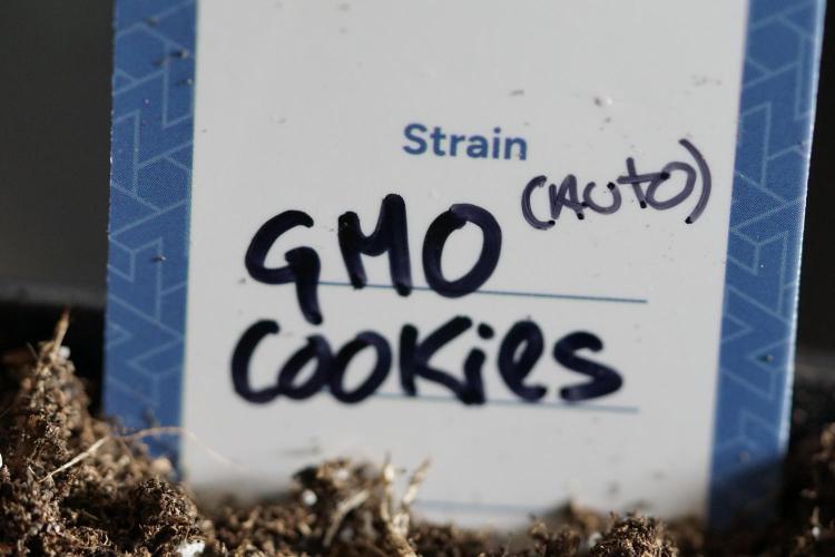 GMO Cookies Served with extra curiosity. Week 0 - Germination reports