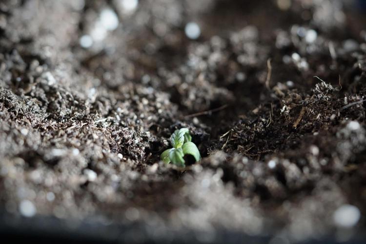 GMO Cookies Served with extra curiosity. Week 0 - Germination reports