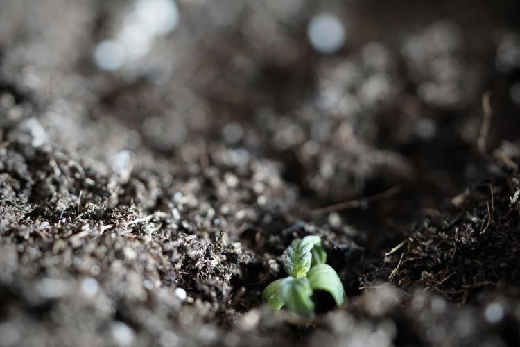 GMO Cookies Served with extra curiosity. Week 0 - Germination reports