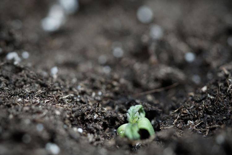 GMO Cookies Served with extra curiosity. Week 0 - Germination reports