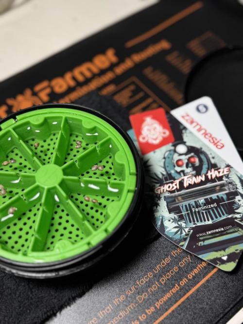 Catching The Ghost Train Haze @ Zamnesia. Week 0 - Germination