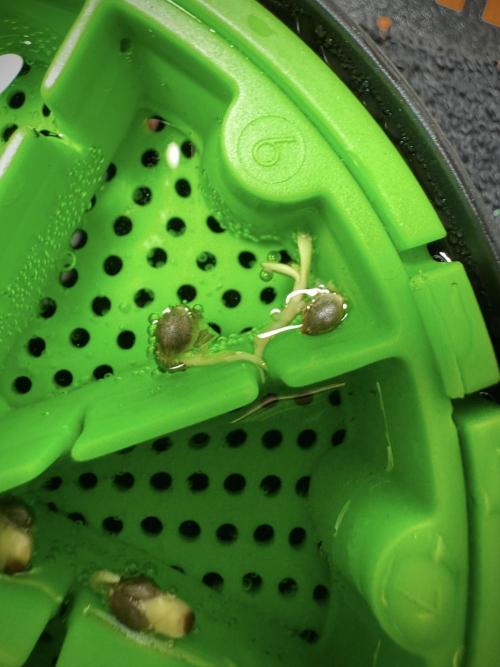 Catching The Ghost Train Haze @ Zamnesia. Week 0 - Germination