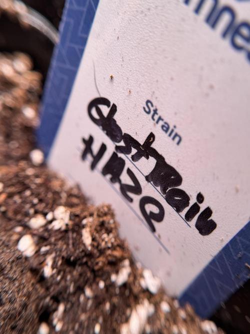 Catching The Ghost Train Haze @ Zamnesia. Week 0 - Germination